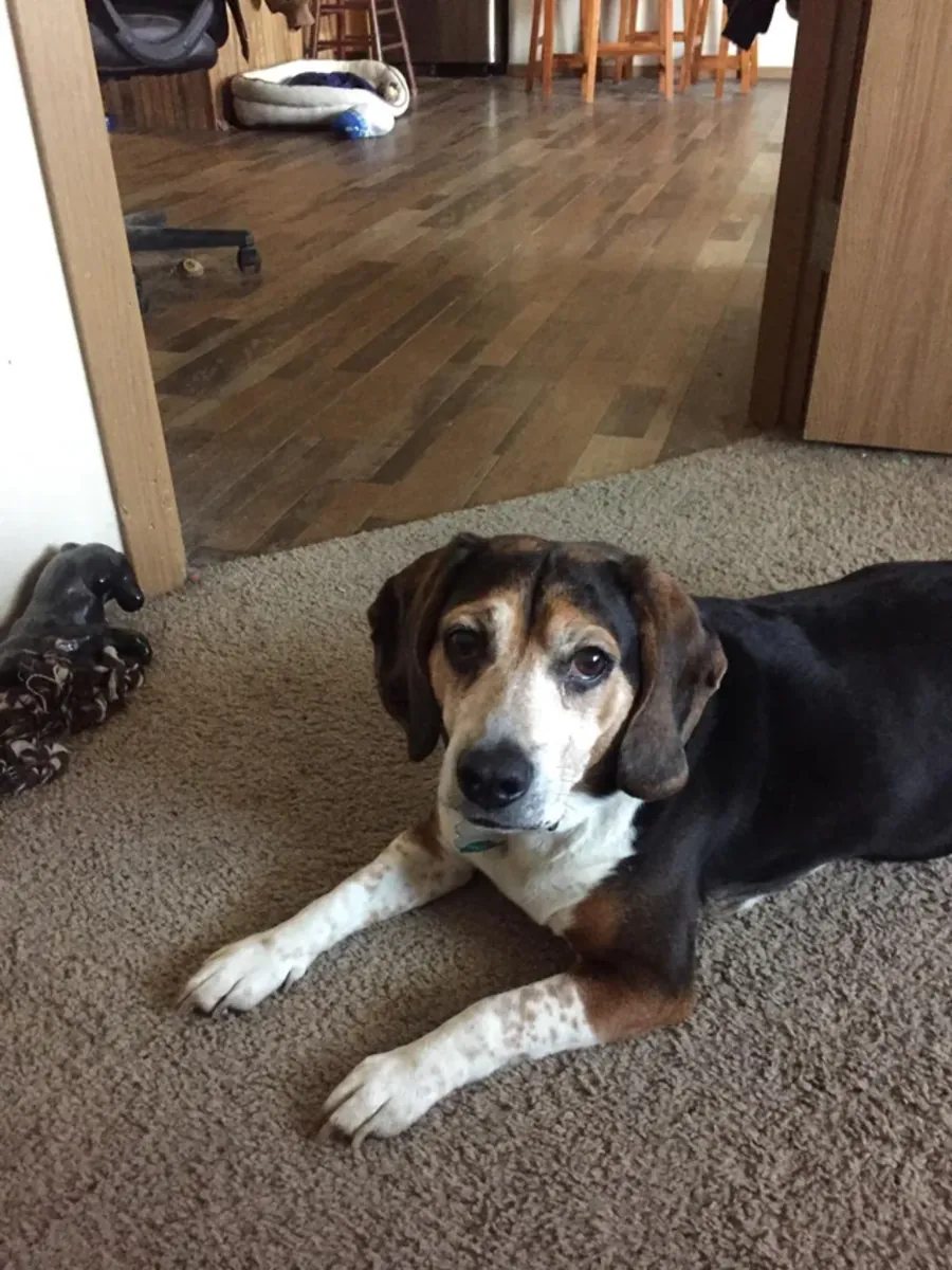 Beagle sociable cherche nouveau foyer