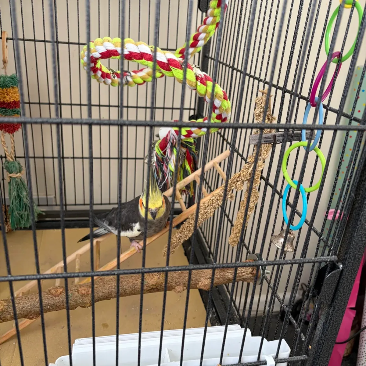 Calopsitte élevée dans un salon familial