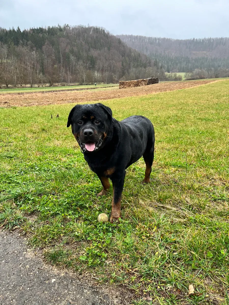 Rottweiler habitué aux routines quotidiennes