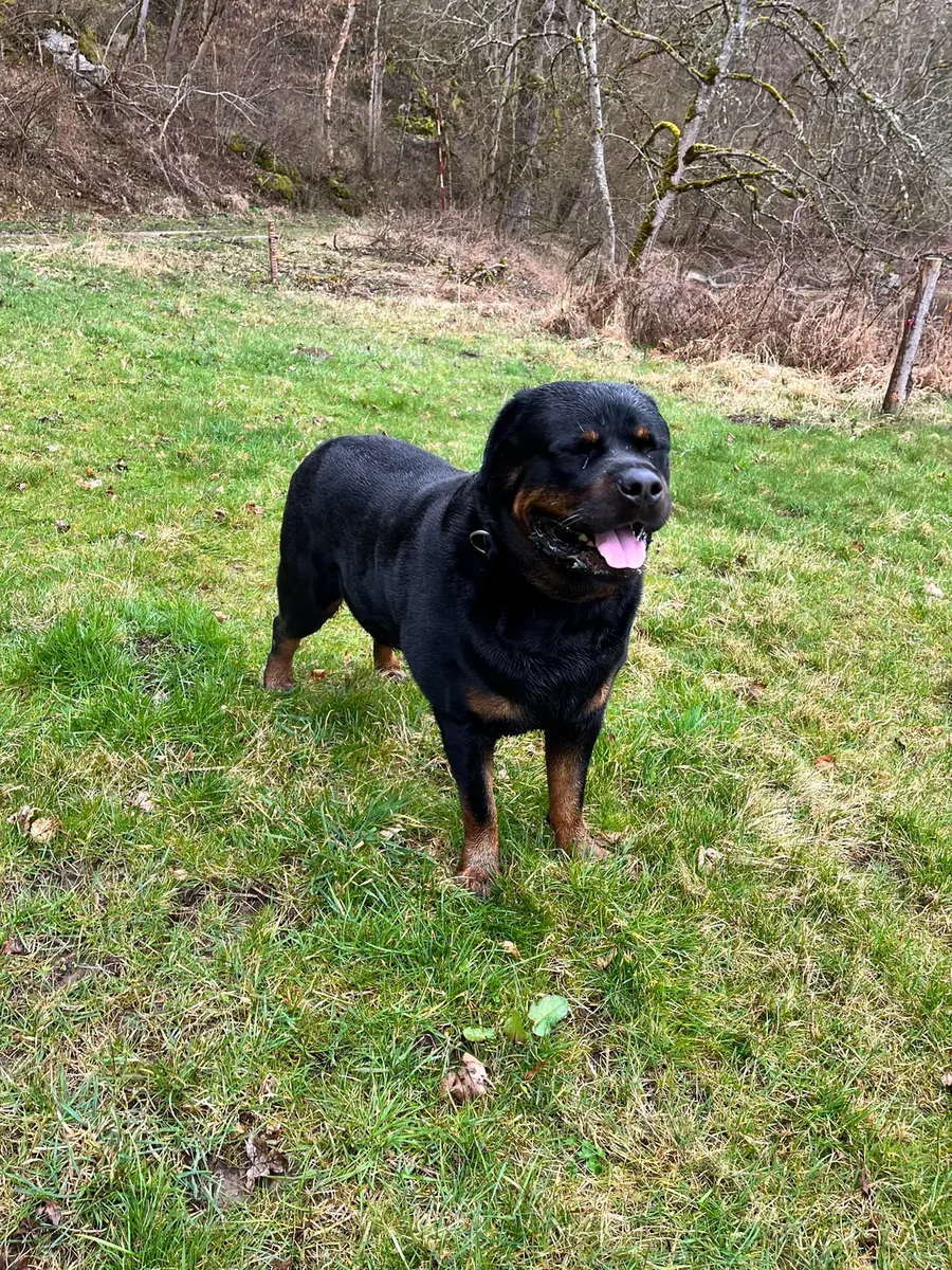 Rottweiler habitué aux routines quotidiennes
