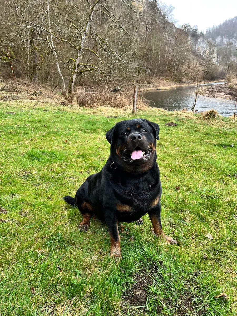 Rottweiler habitué aux routines quotidiennes