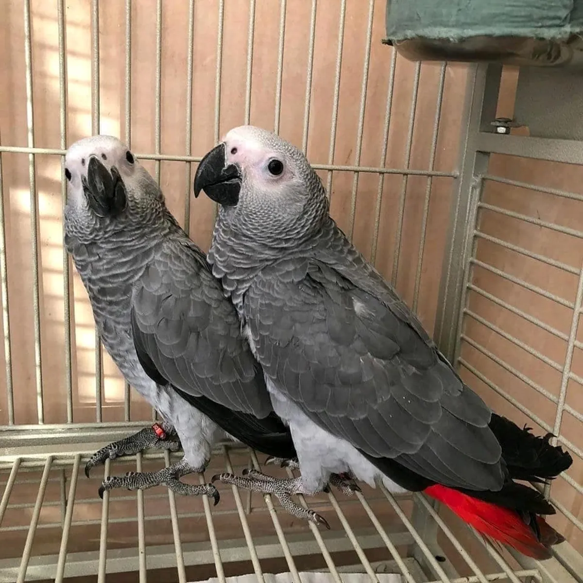 Amazing African gray parrots available (jessicabaynton2@gmail.com)