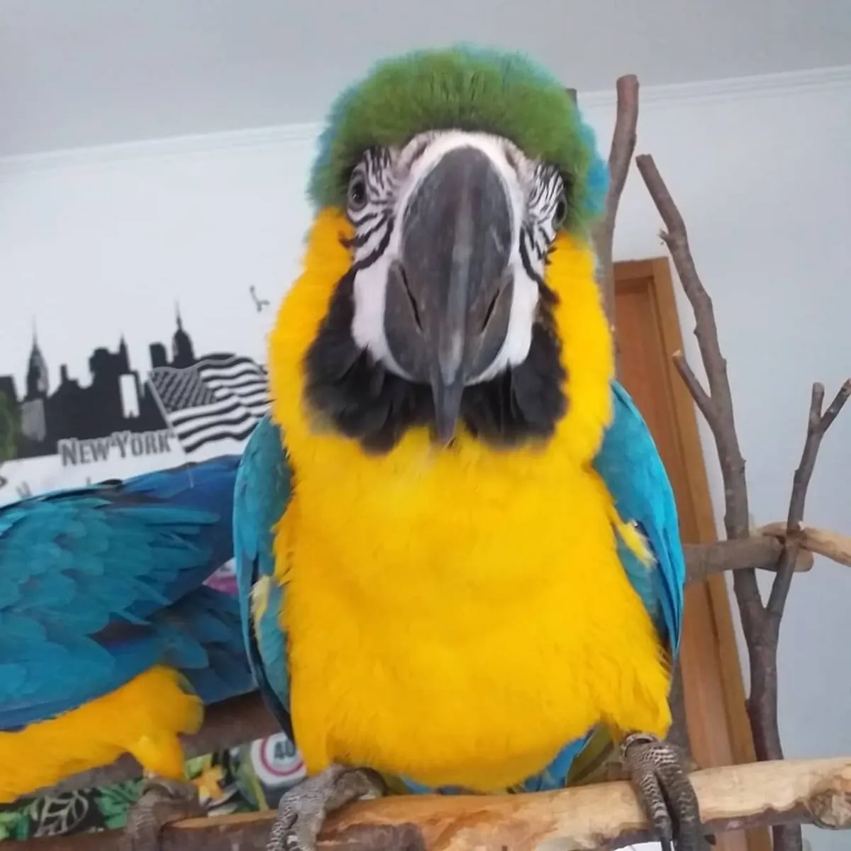 Stunning blue and gold macaw parrots (jessicabaynton2@gmail.com)