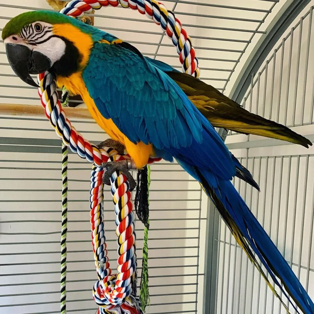 Stunning blue and gold macaw parrots (jessicabaynton2@gmail.com)