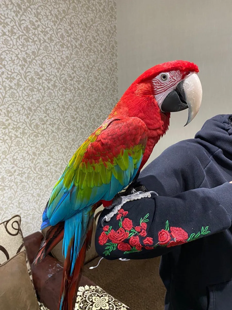 Green-wing Macaw Parrots (jessicabaynton2@gmail.com)