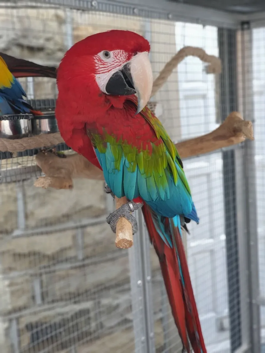 Green-wing Macaw Parrots (jessicabaynton2@gmail.com)