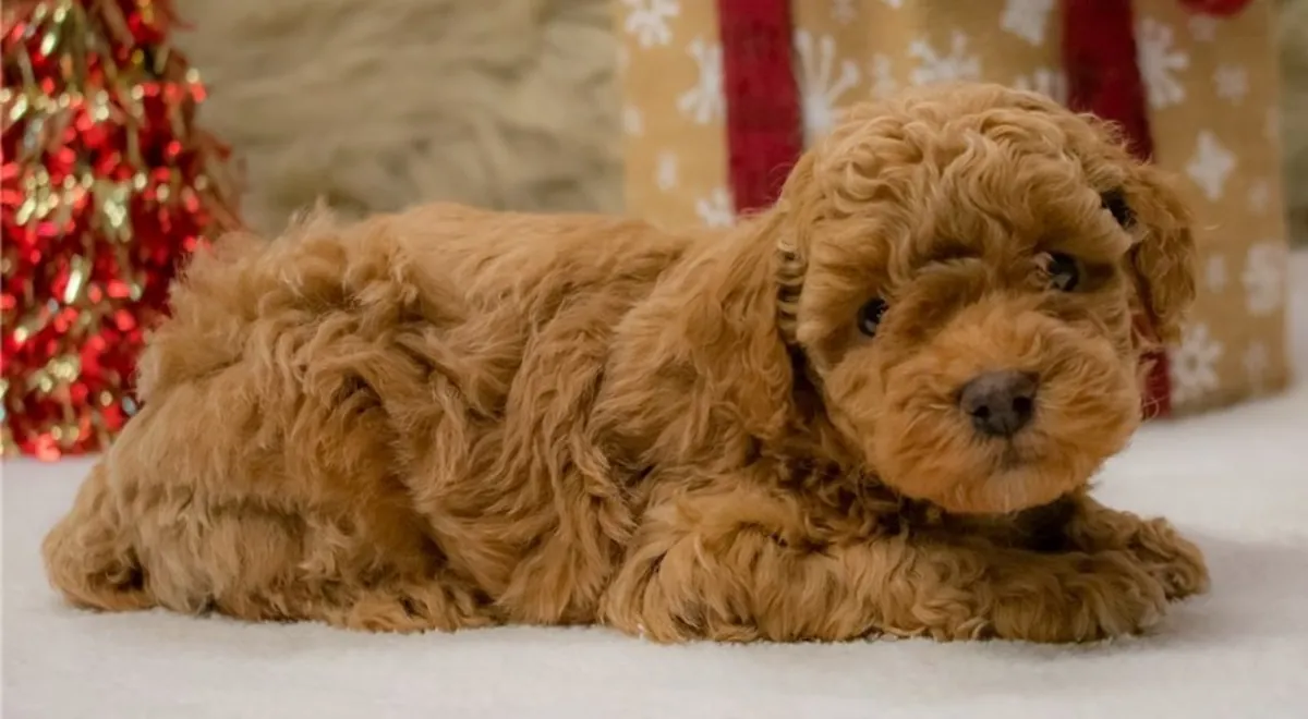 Beautiful Poodle Puppies: Email (jessicabaynton2@gmail.com)