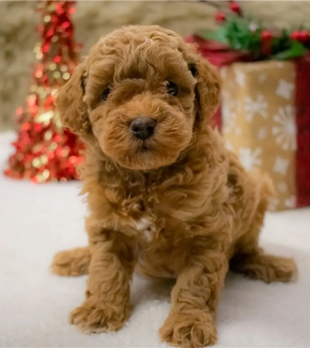Beautiful Poodle Puppies: Email (jessicabaynton2@gmail.com)