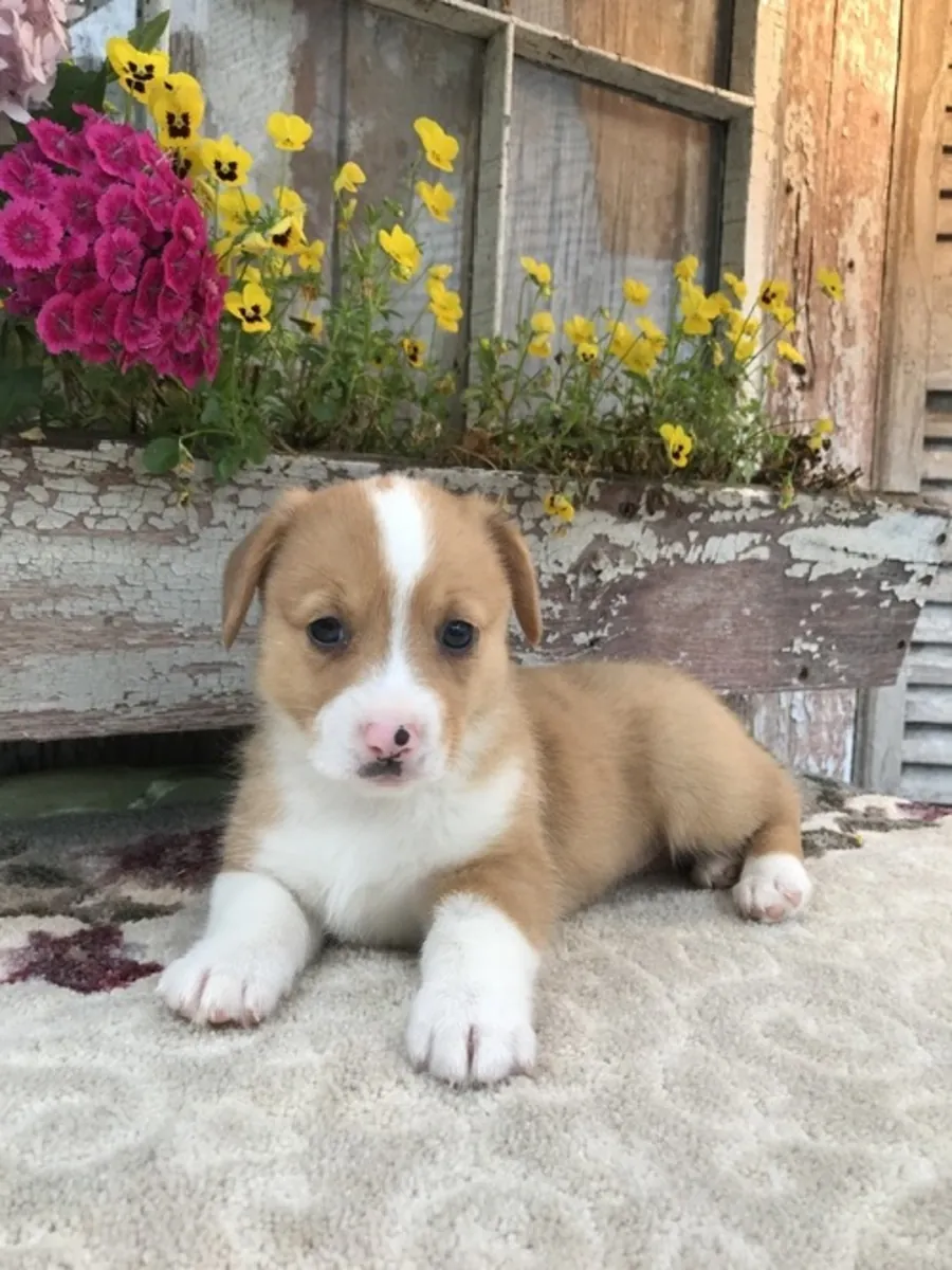 Kc pembroke corgi puppies: Email (jessicabaynton2@gmail.com)