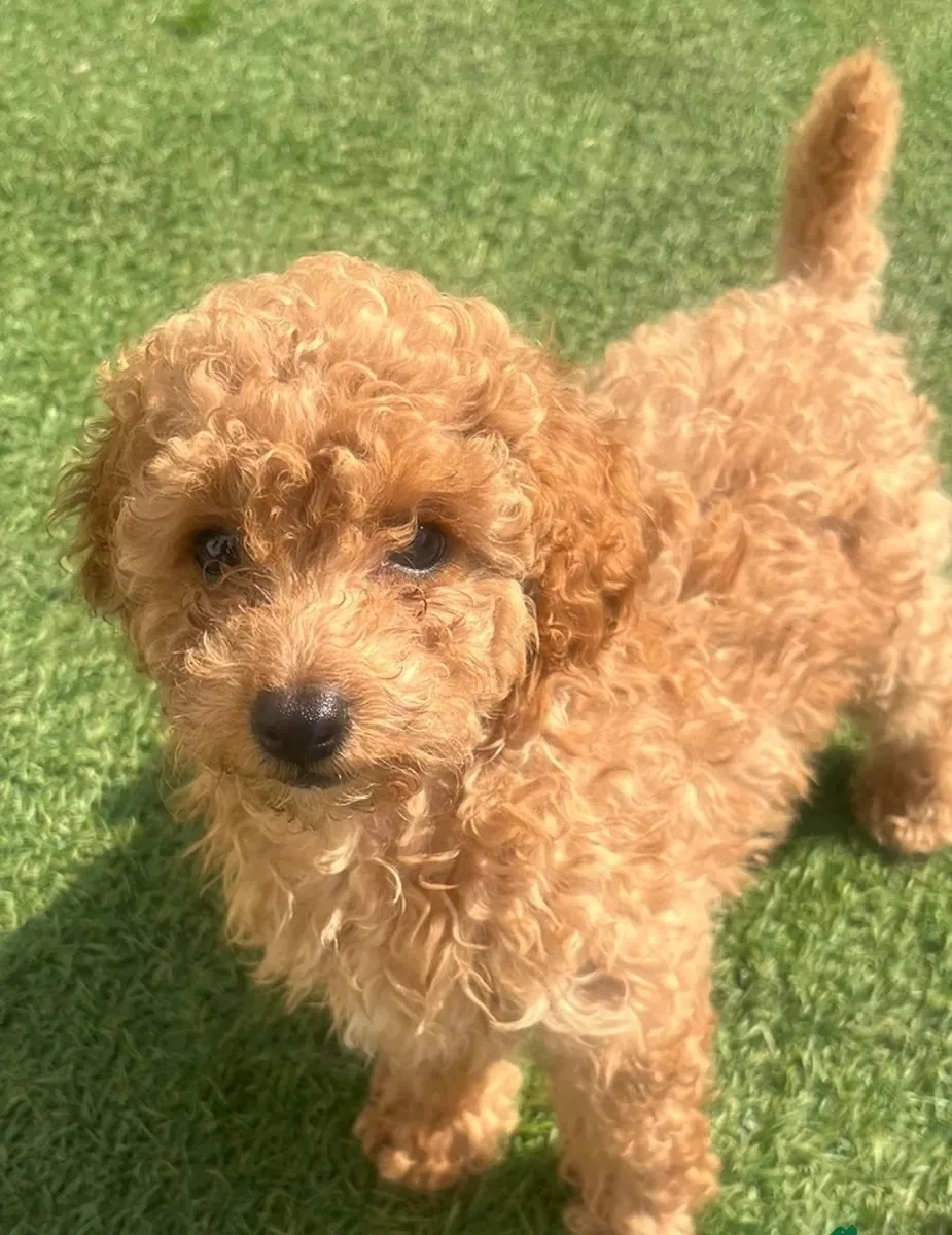 Charming Toy Poodle Puppies Ready now