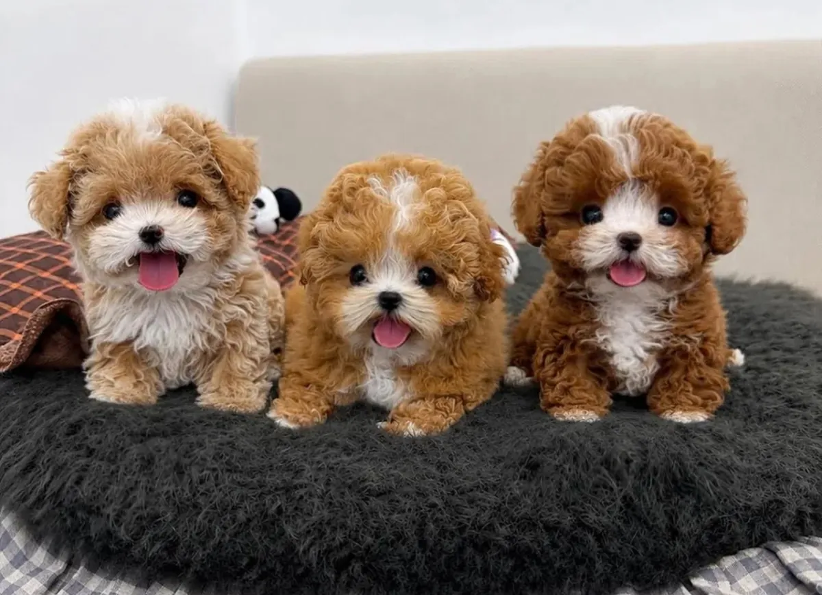 Gift Poodle Puppies Available for Adoption