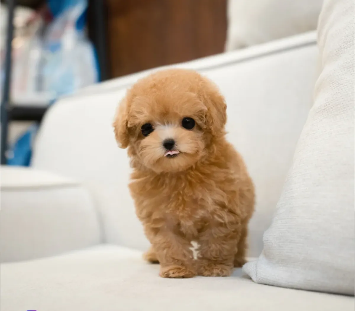 Chiots Caniche Disponibles pour Adoption