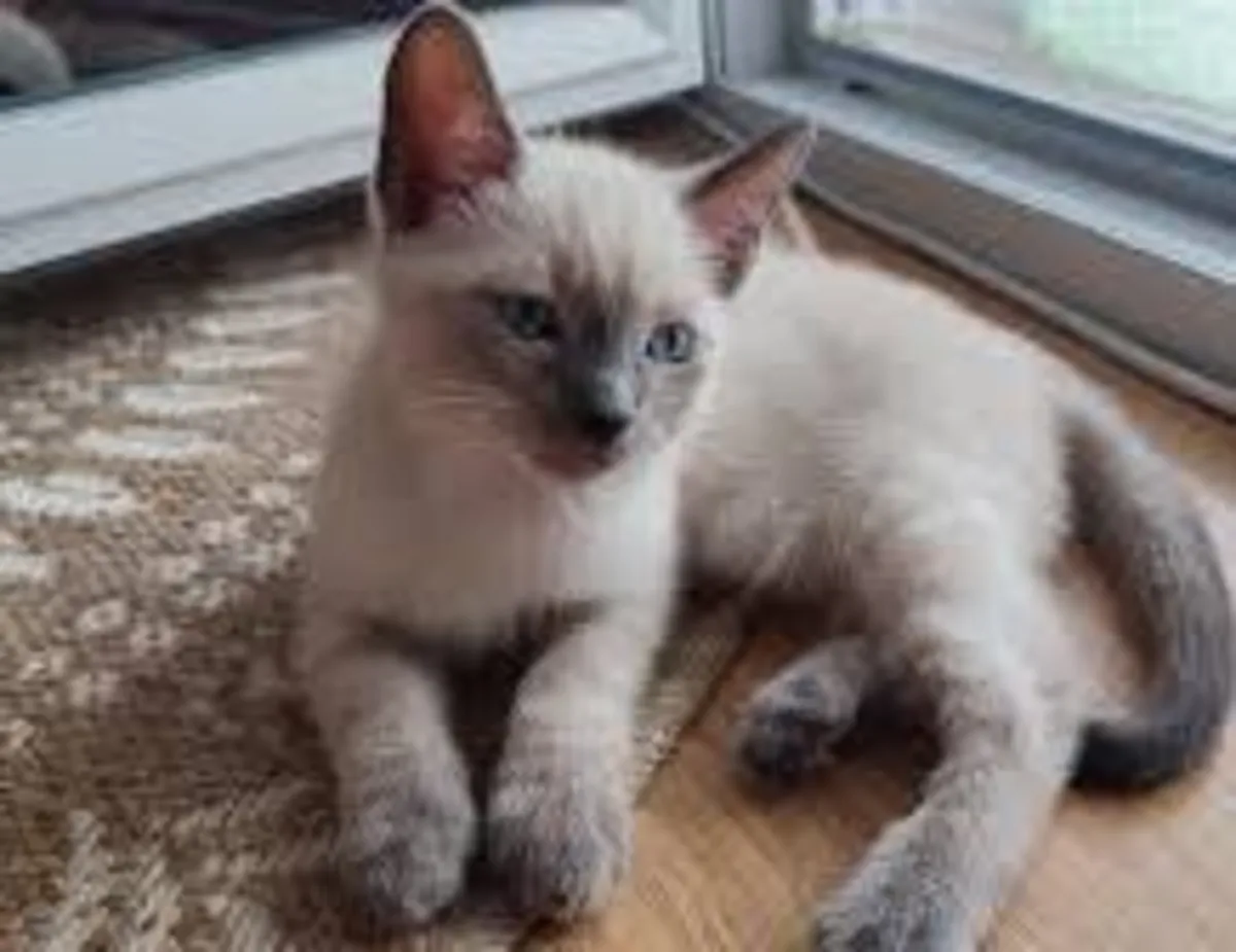 Adorable gatito siamés tailandés