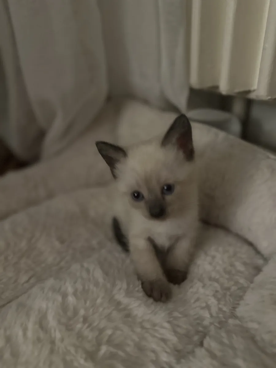 Thai Siamese Kitten