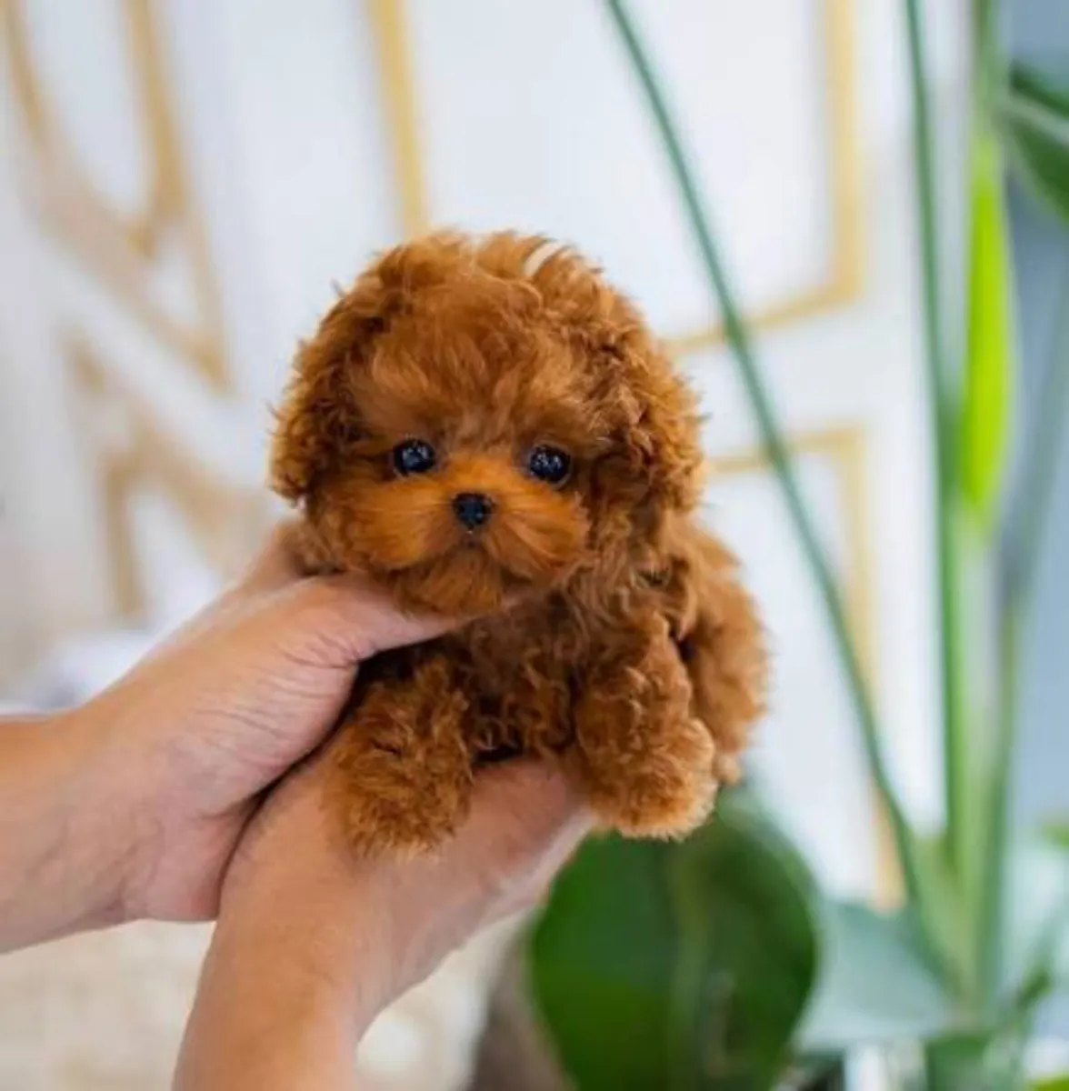 可供领养的贵宾犬幼犬 7