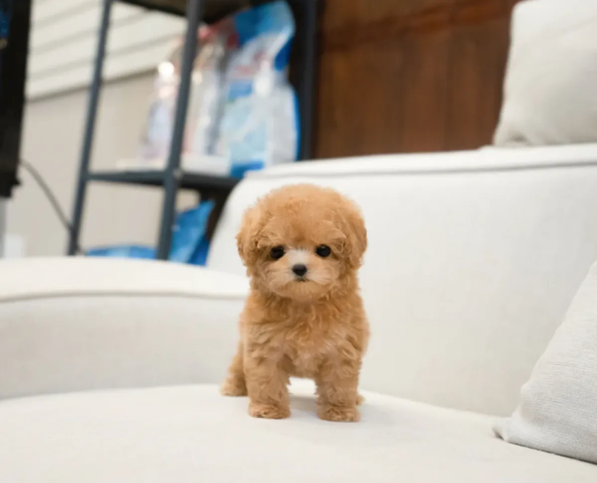 赠送可供领养的贵宾犬幼犬