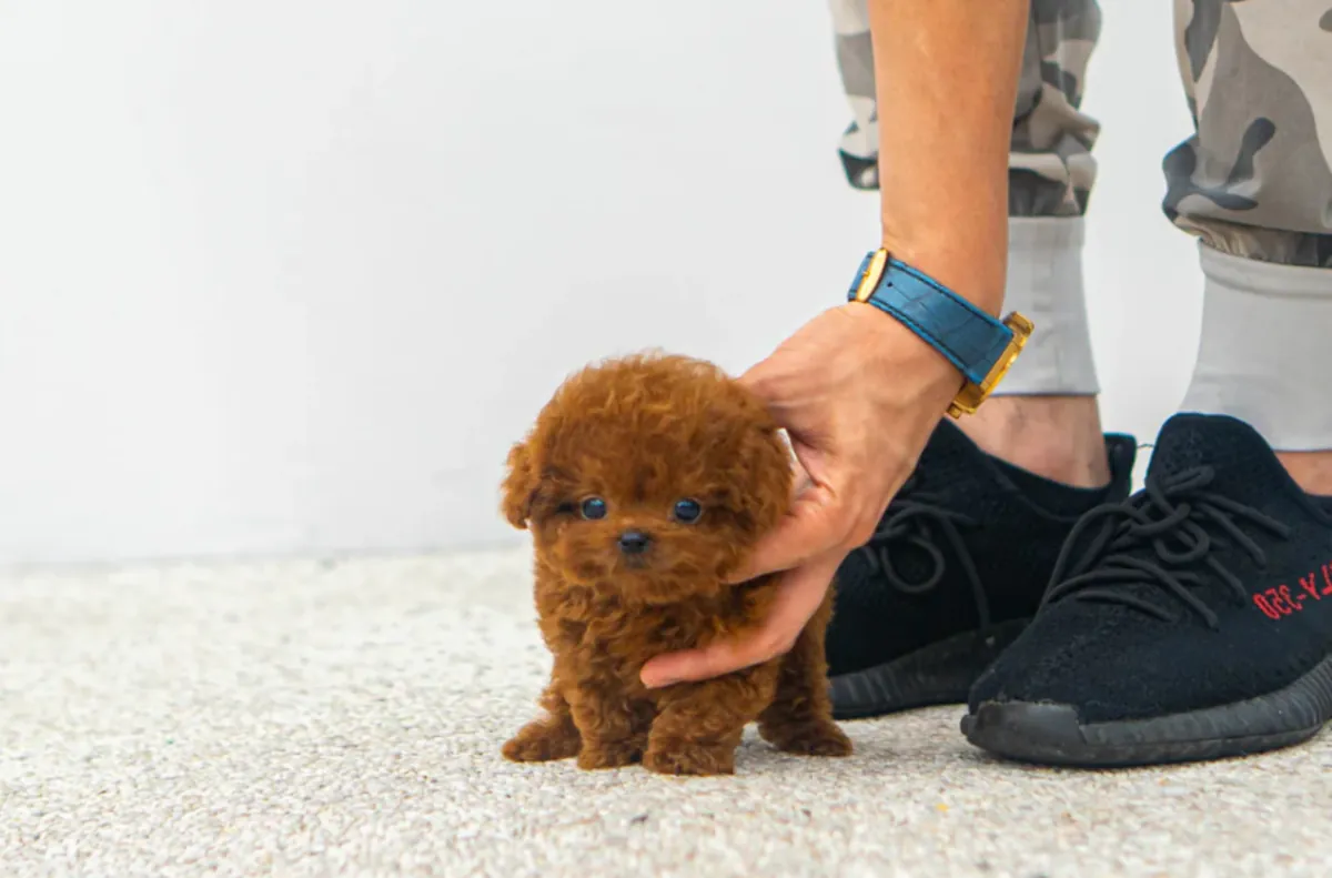 Gift Poodle Puppies Available for Adoption