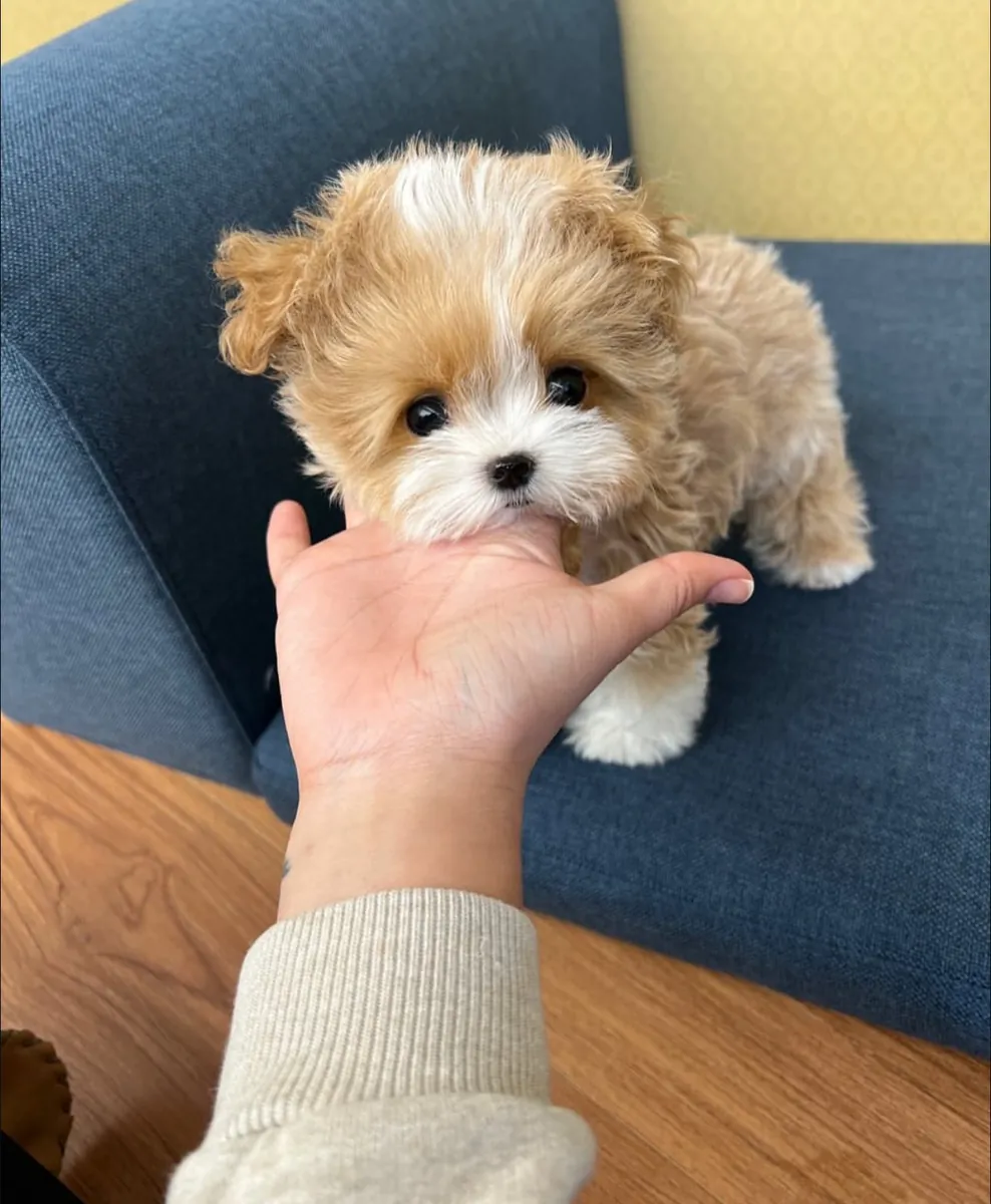 赠送可供领养的贵宾犬幼犬