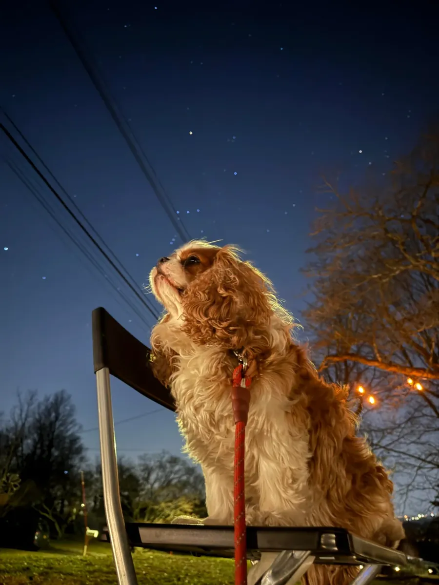 Devon Rex sociable pour une maison tranquille
