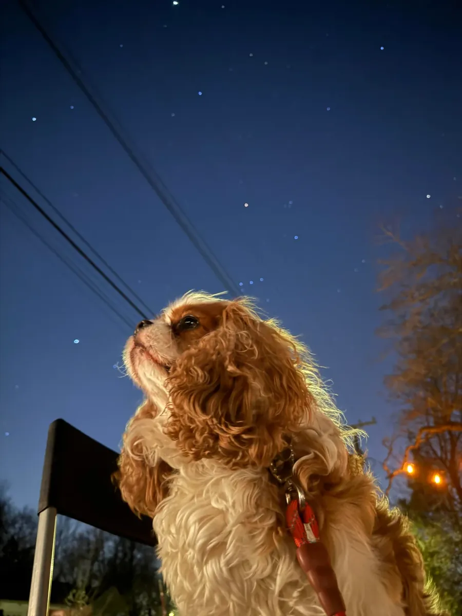 Devon Rex sociable pour une maison tranquille