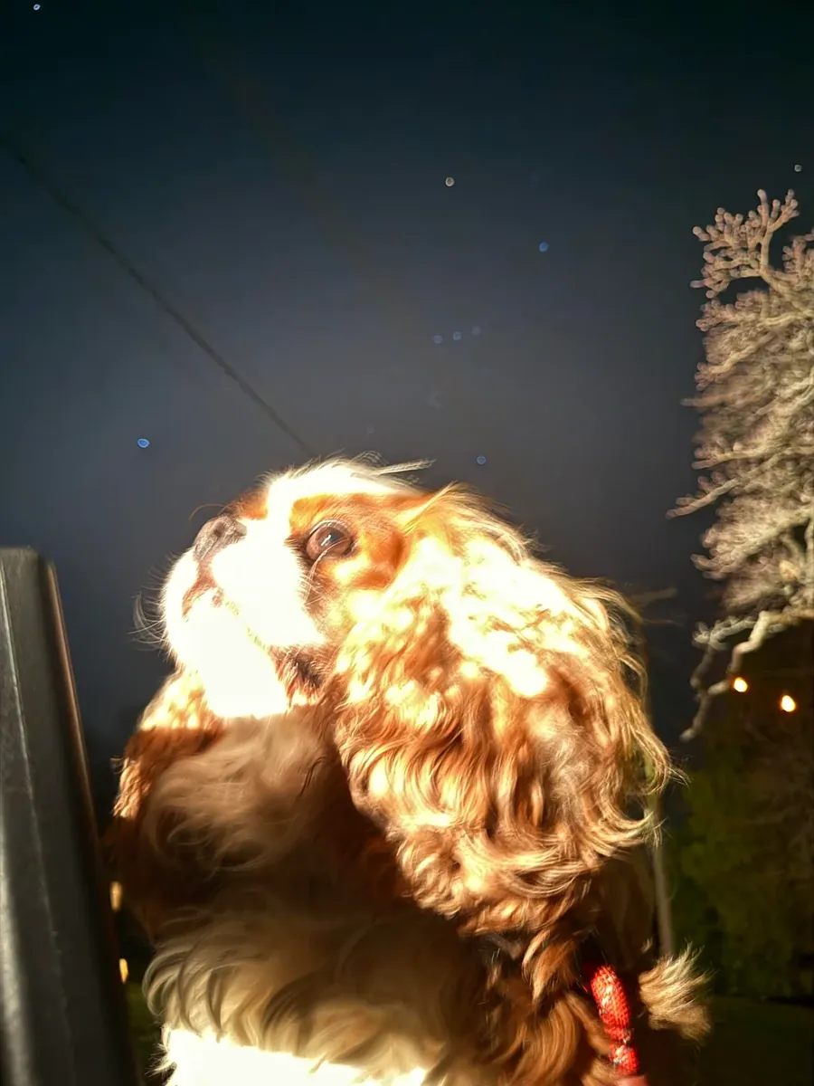 Devon Rex sociable pour une maison tranquille