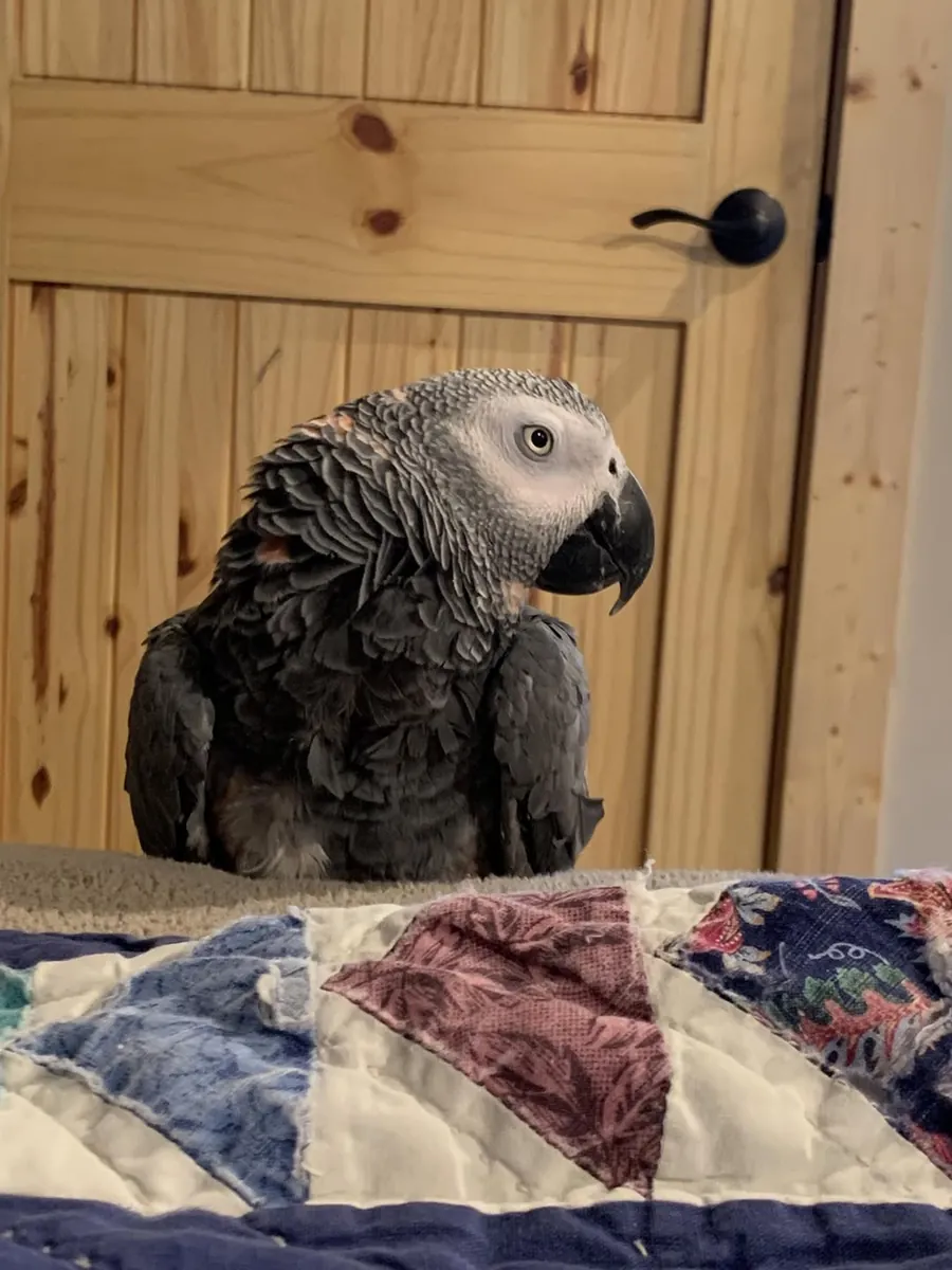 Perroquet amazone habitué à un environnement familial