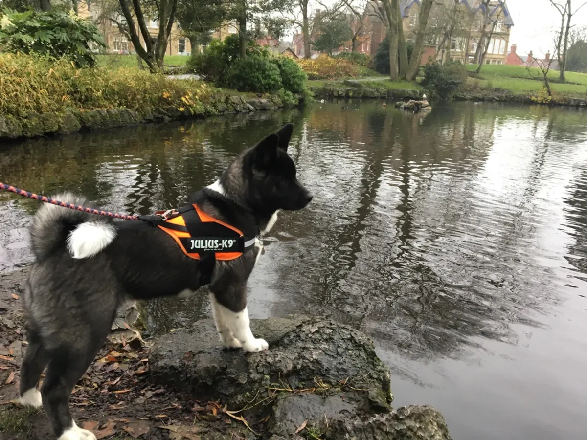 Akita élevé dans un environnement domestique