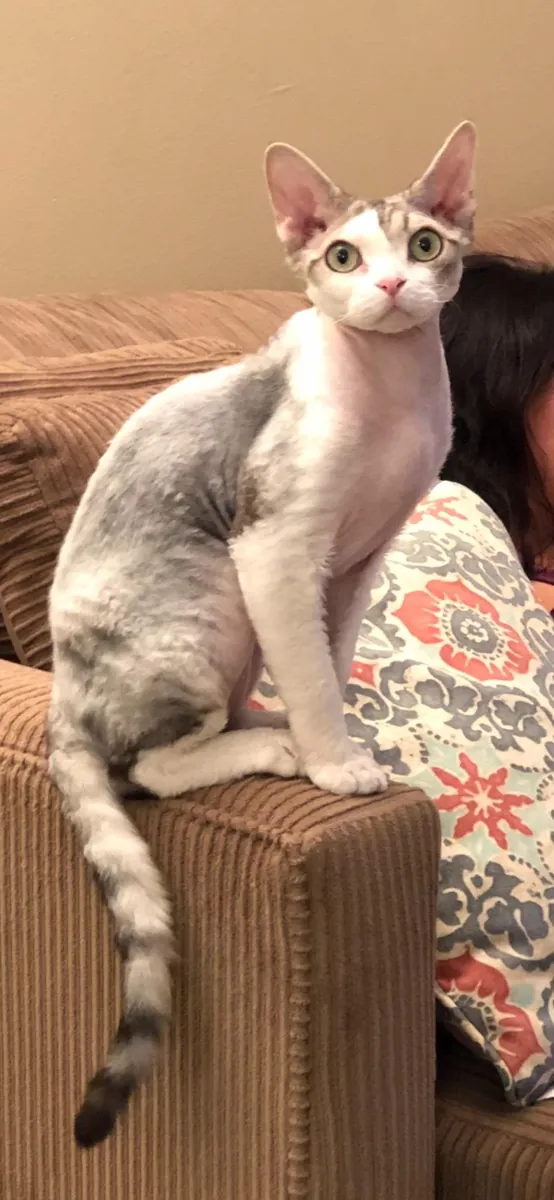 Devon Rex sociable pour une maison tranquille