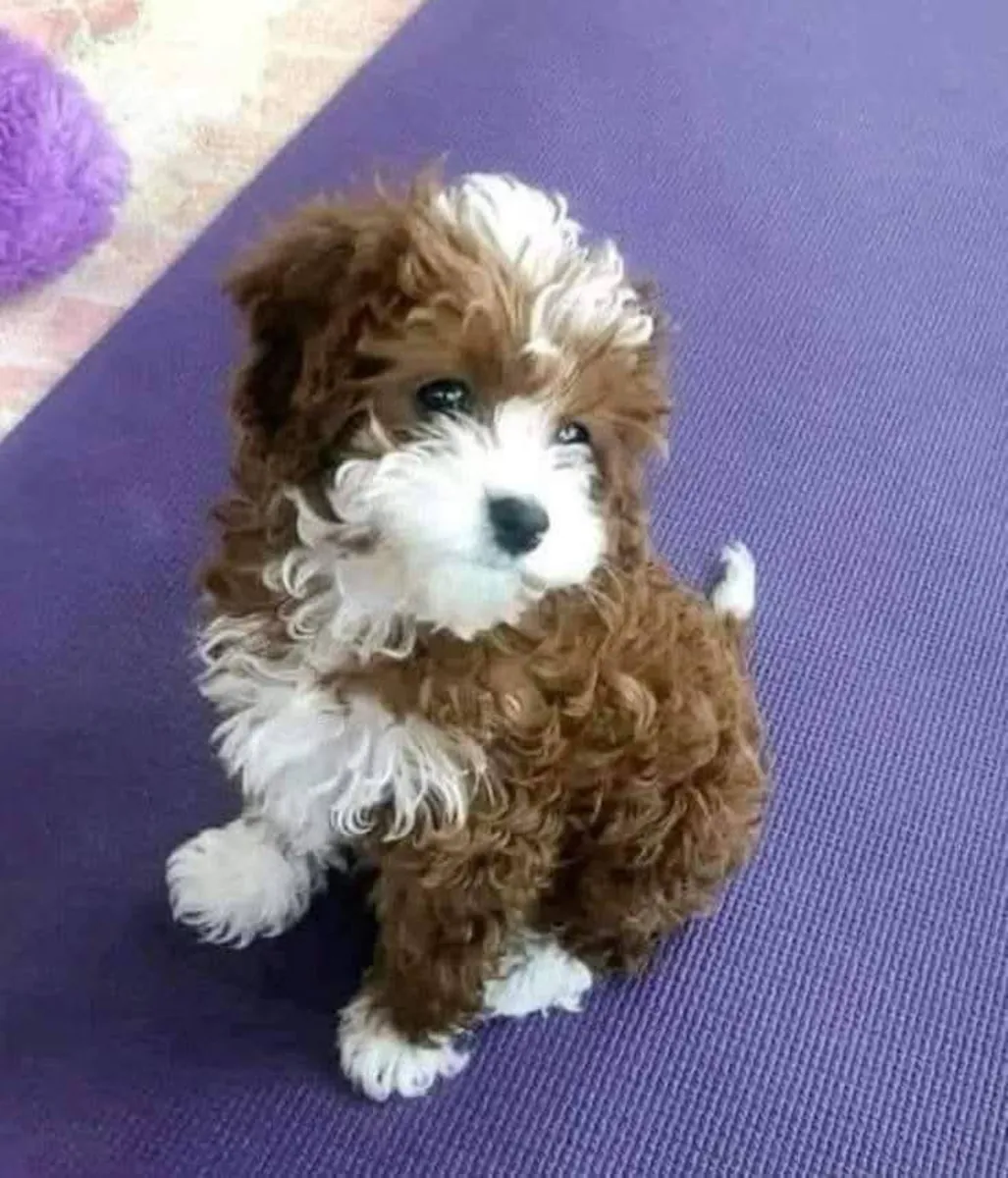 赠送可供领养的贵宾犬幼犬