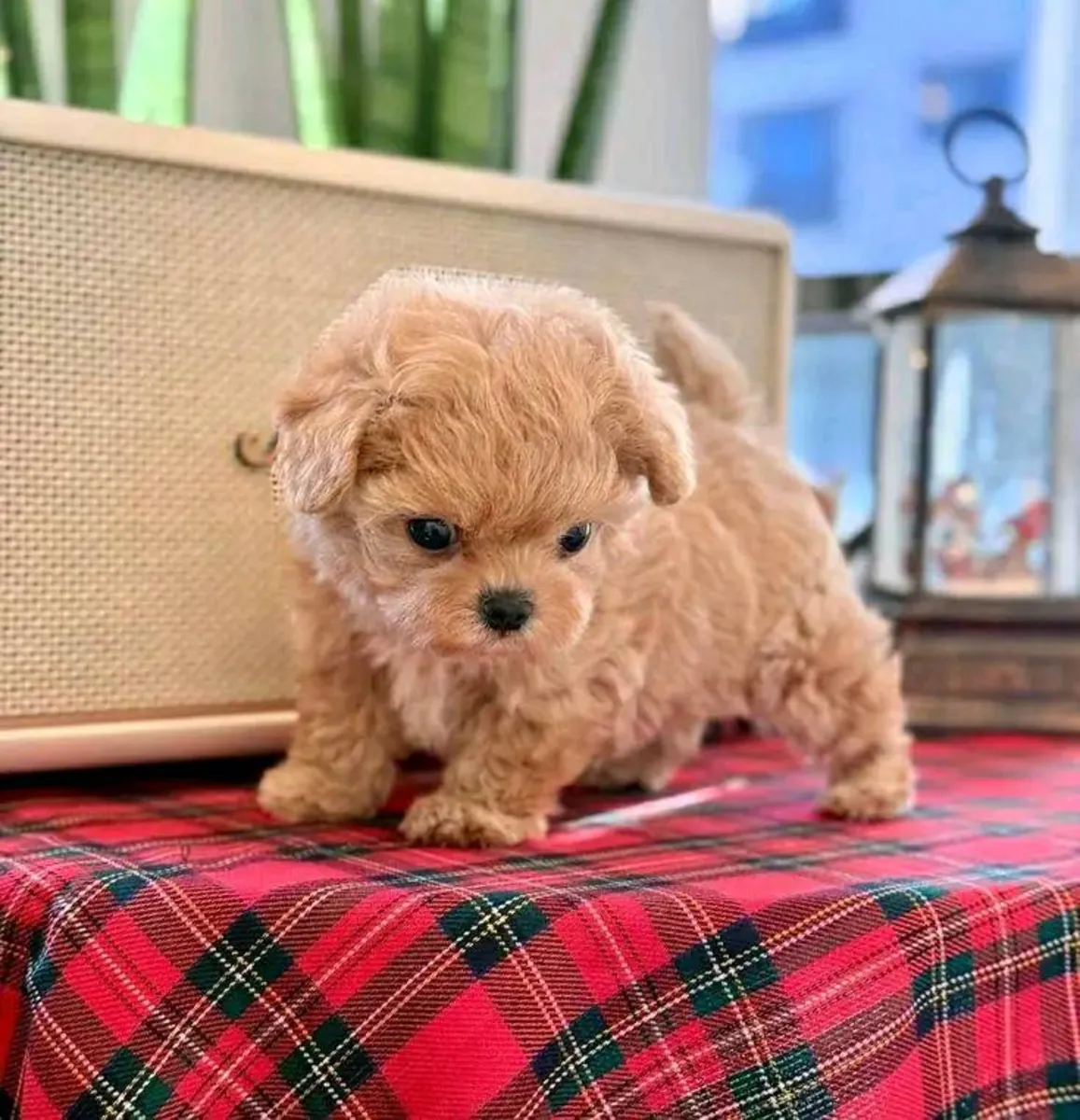 Poodle Puppies Available for Adoption