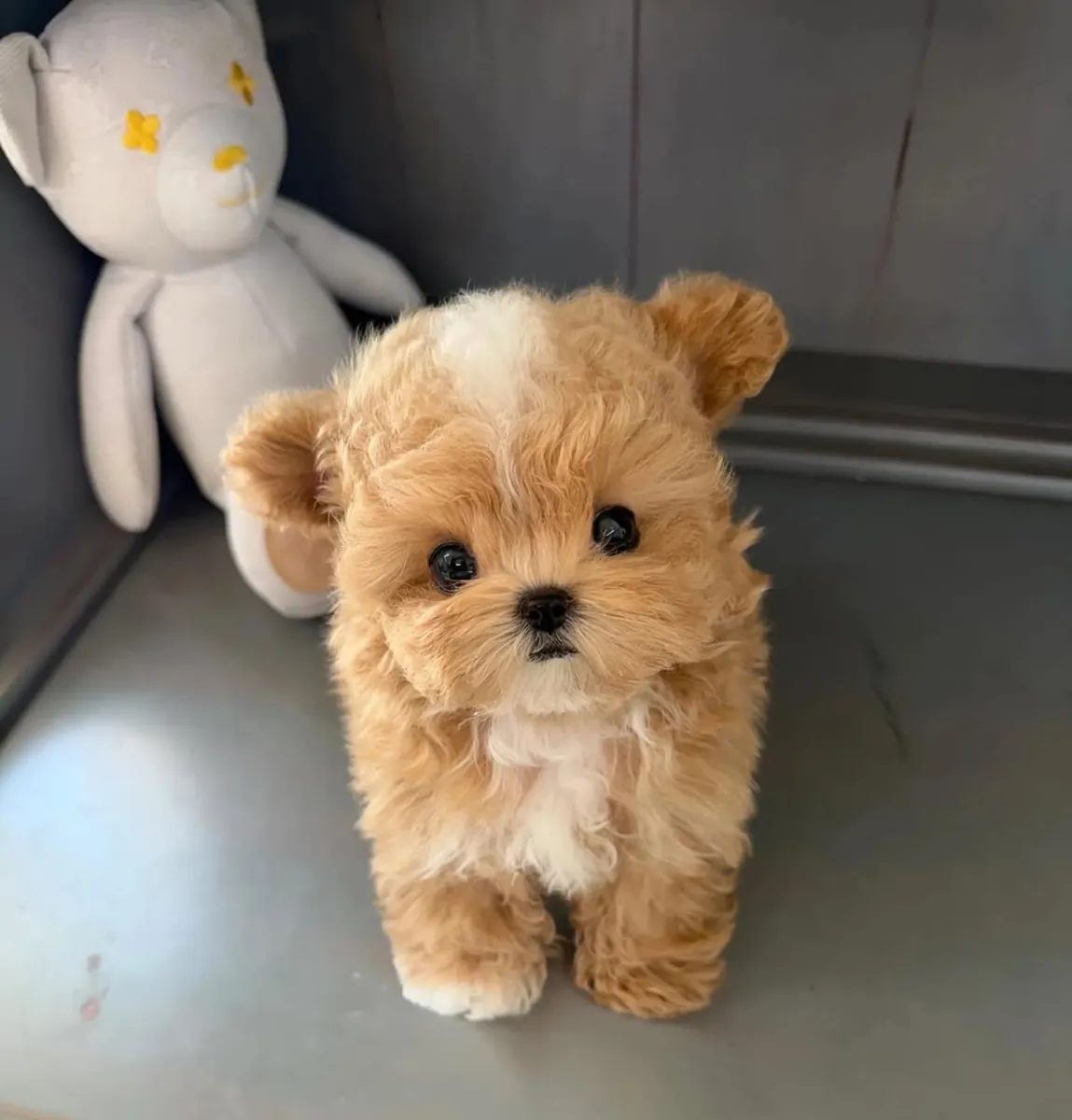 Regalo Cachorros de Caniche disponibles para adopciónd