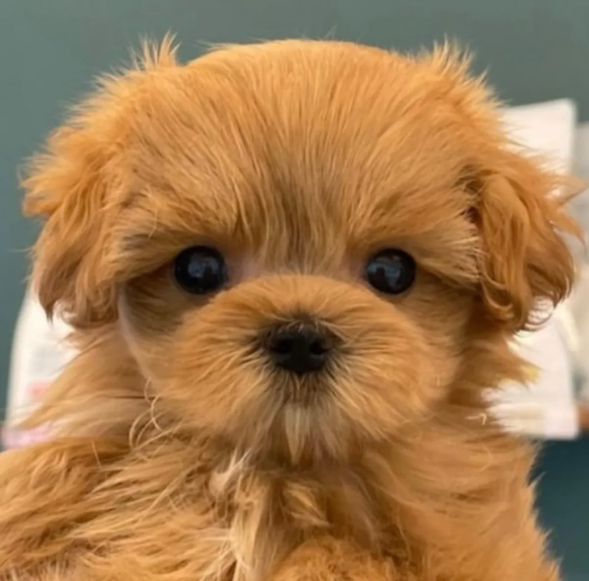 Poodle Puppies Available for Adoption