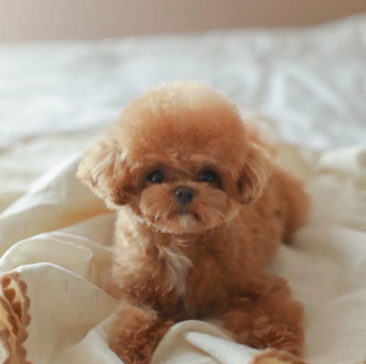 Gift Poodle Puppies Available for Adoption