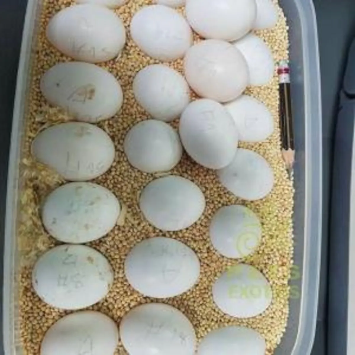 出售鹦鹉的受精卵和雏鸟