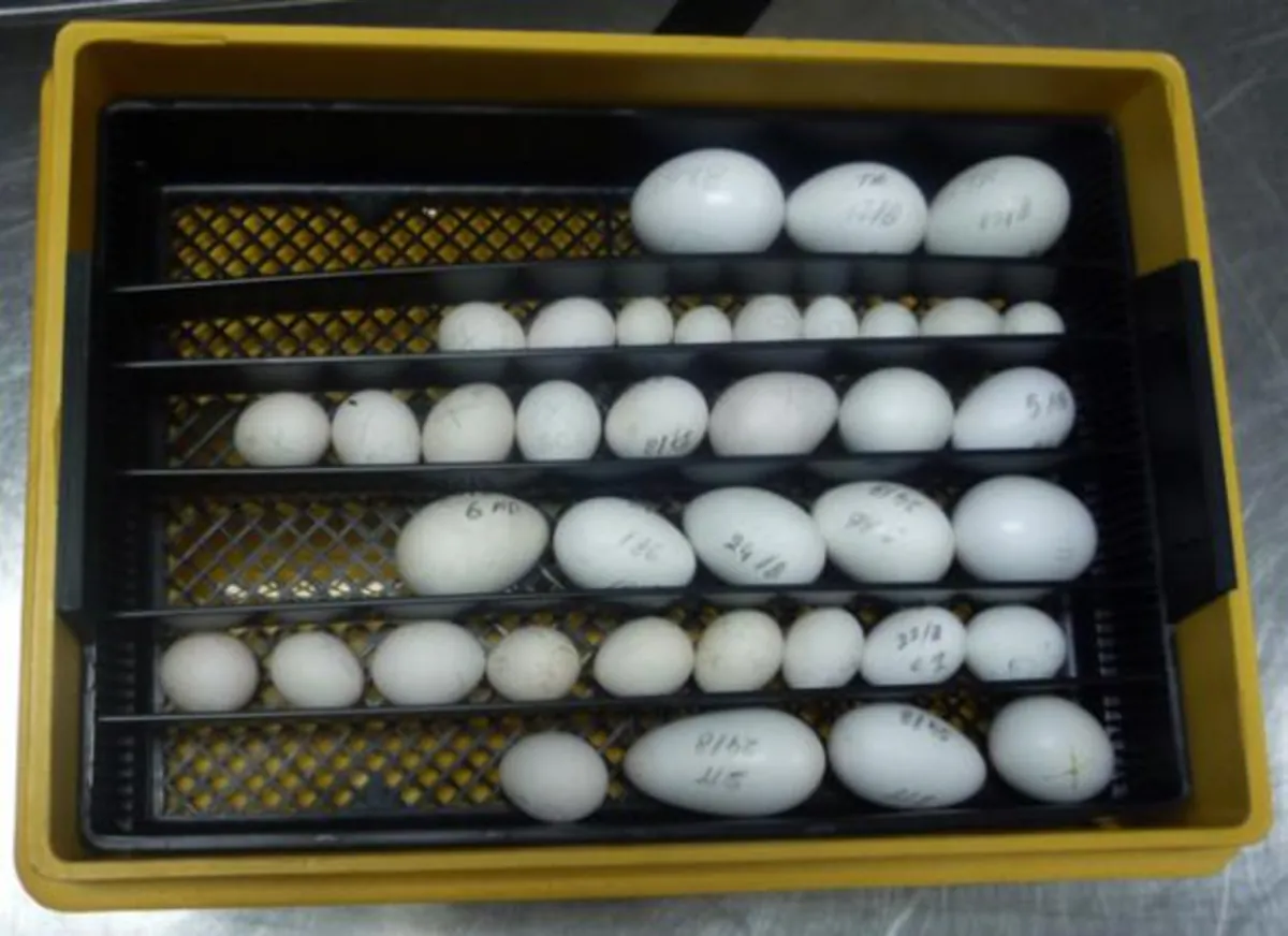 Huevos Fértiles de Loro y Loritos Bebés en Venta