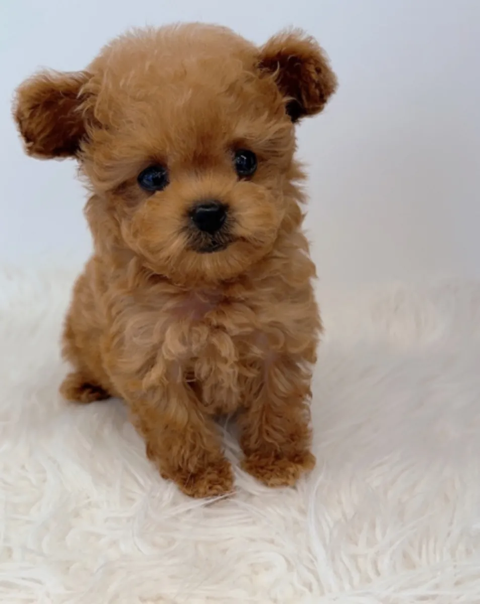 赠送可供领养的贵宾犬幼犬