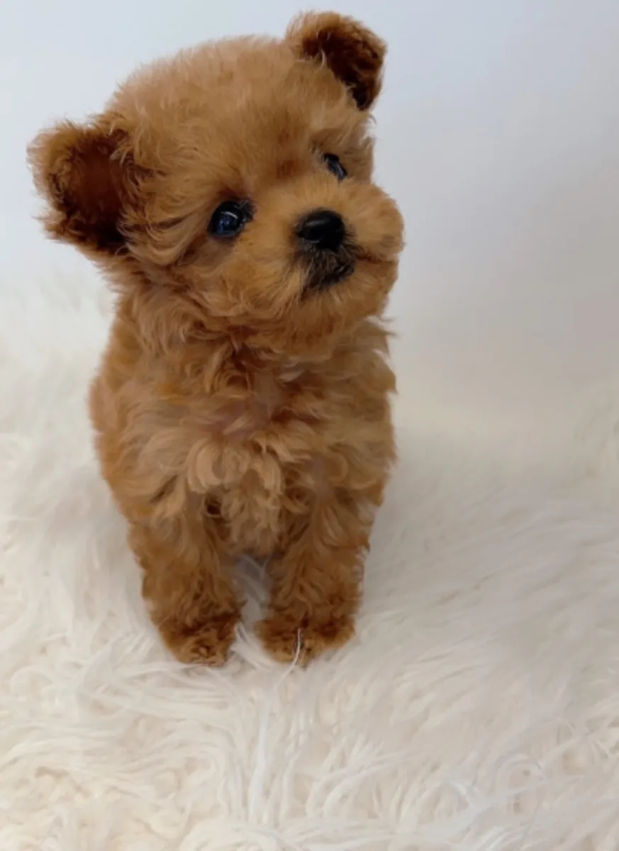 赠送可供领养的贵宾犬幼犬