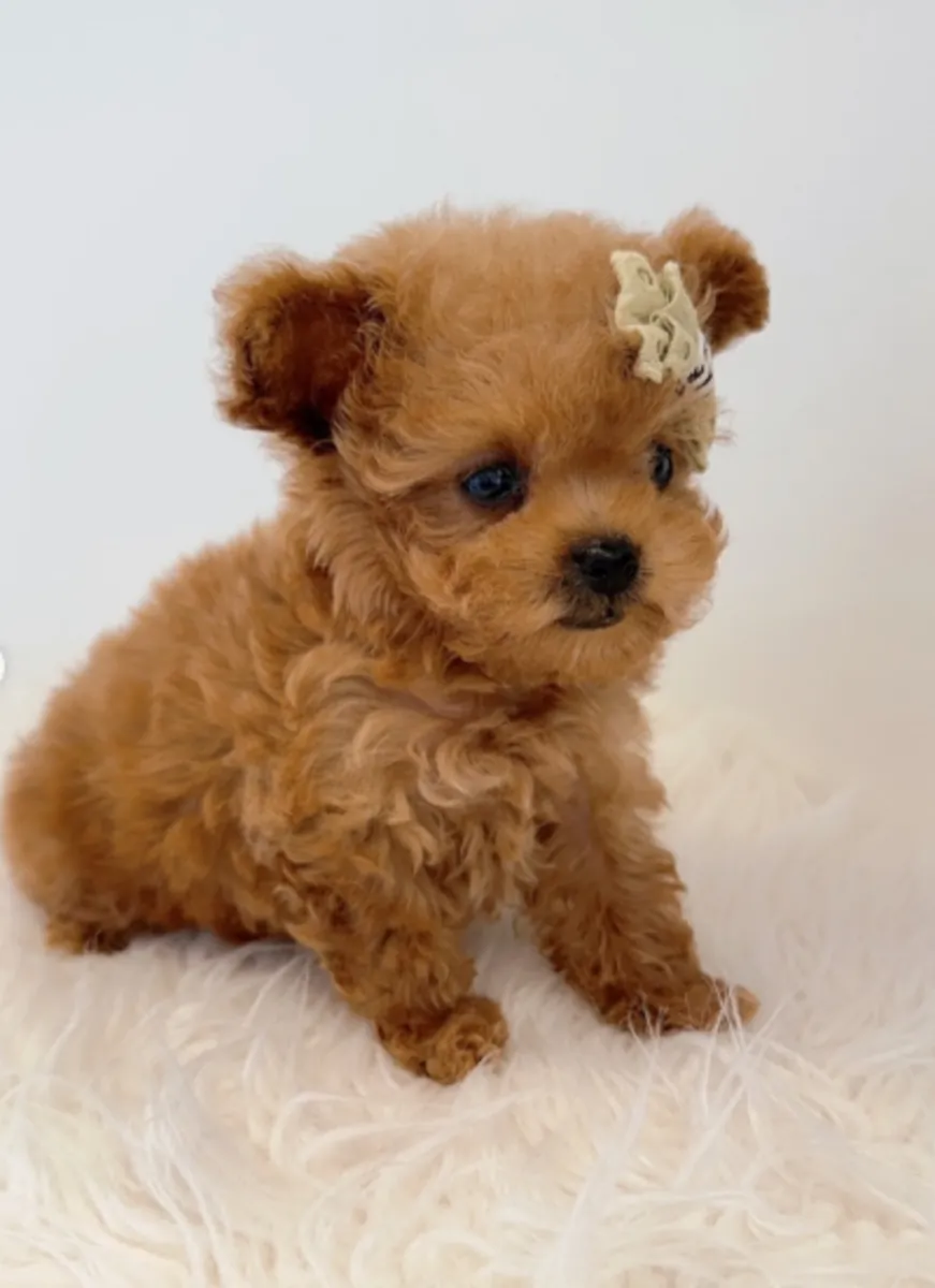 赠送可供领养的贵宾犬幼犬