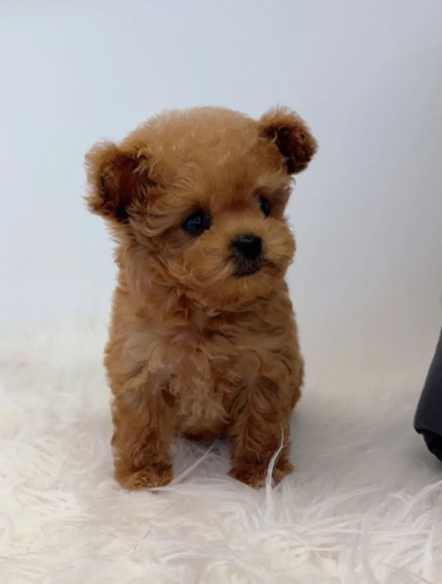 赠送可供领养的贵宾犬幼犬
