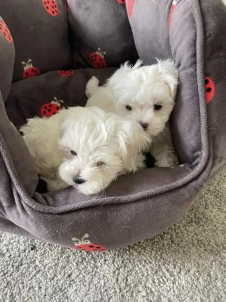 cachorros bichón Maltés para adopcion contáctame por whatsapp a través de  (+34)611386992