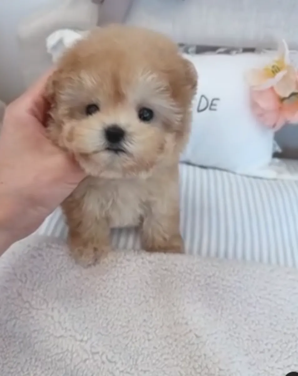 Adoption için mevcut Poodle Yavruları hediye
