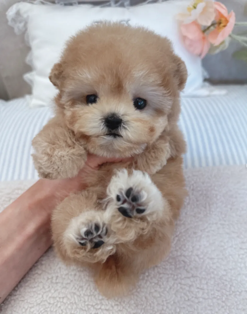 Adoption için mevcut Poodle Yavruları hediye