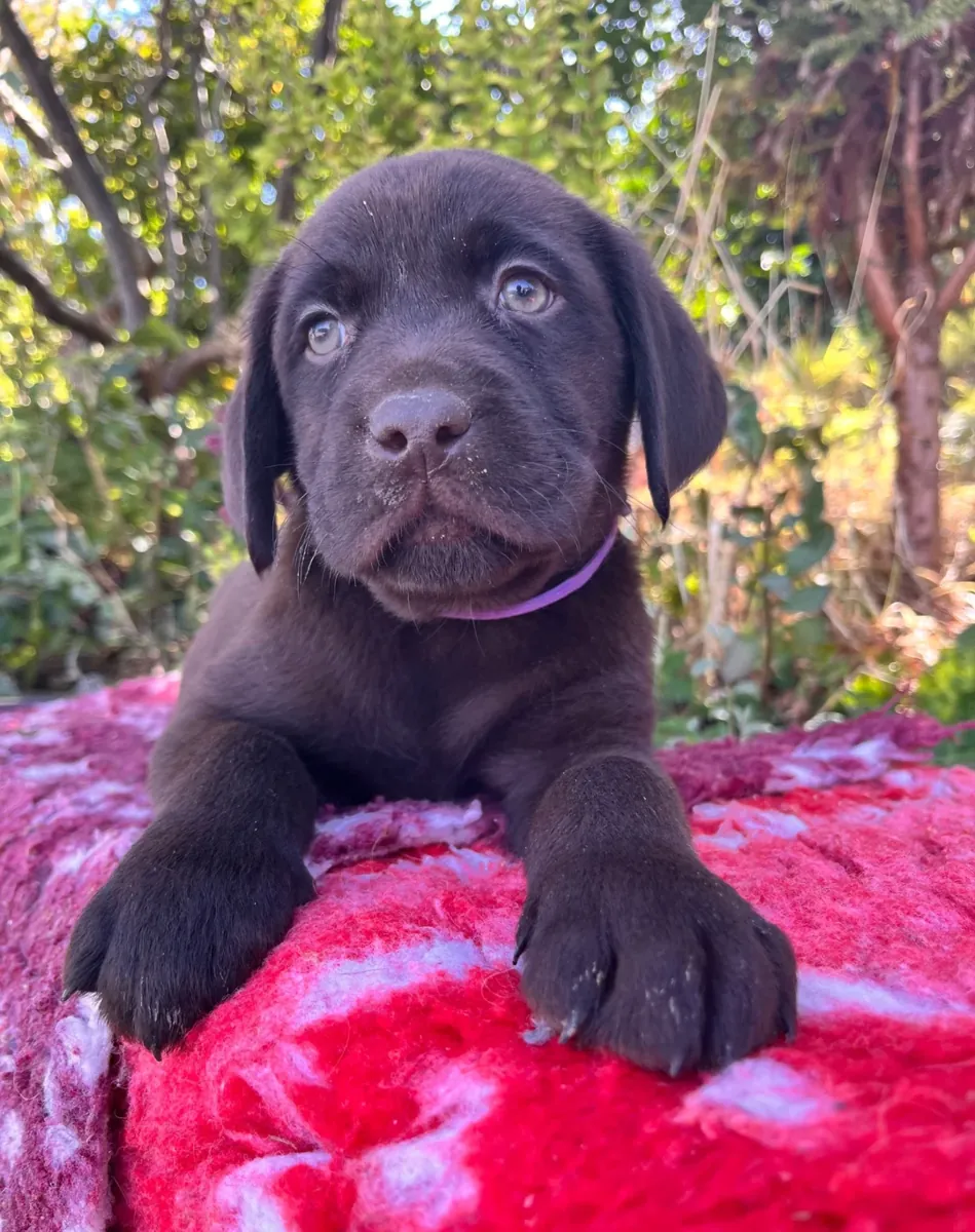 超棒的拉布拉多猎犬幼犬