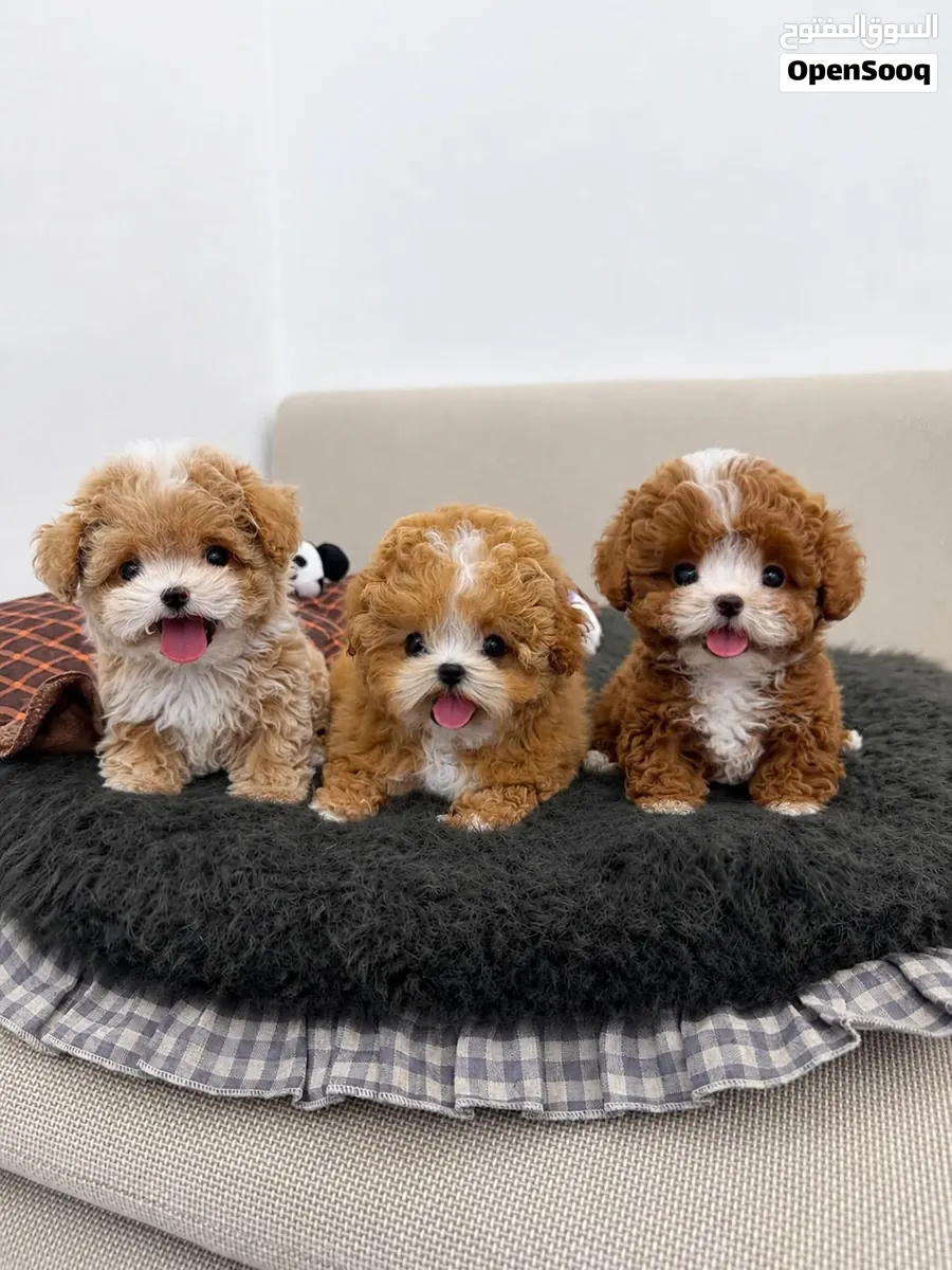 赠送可供领养的贵宾犬幼犬