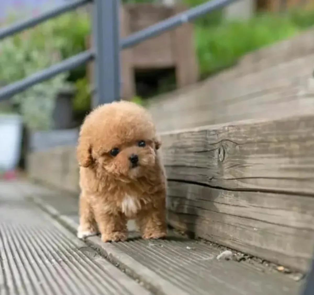 赠送可供领养的贵宾犬幼犬