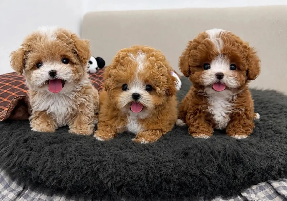 Regalo Cachorros de Caniche disponibles para adopciónh