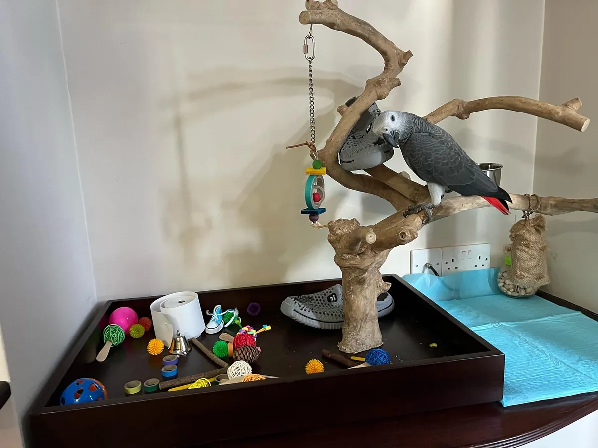 African Grey Parrot
