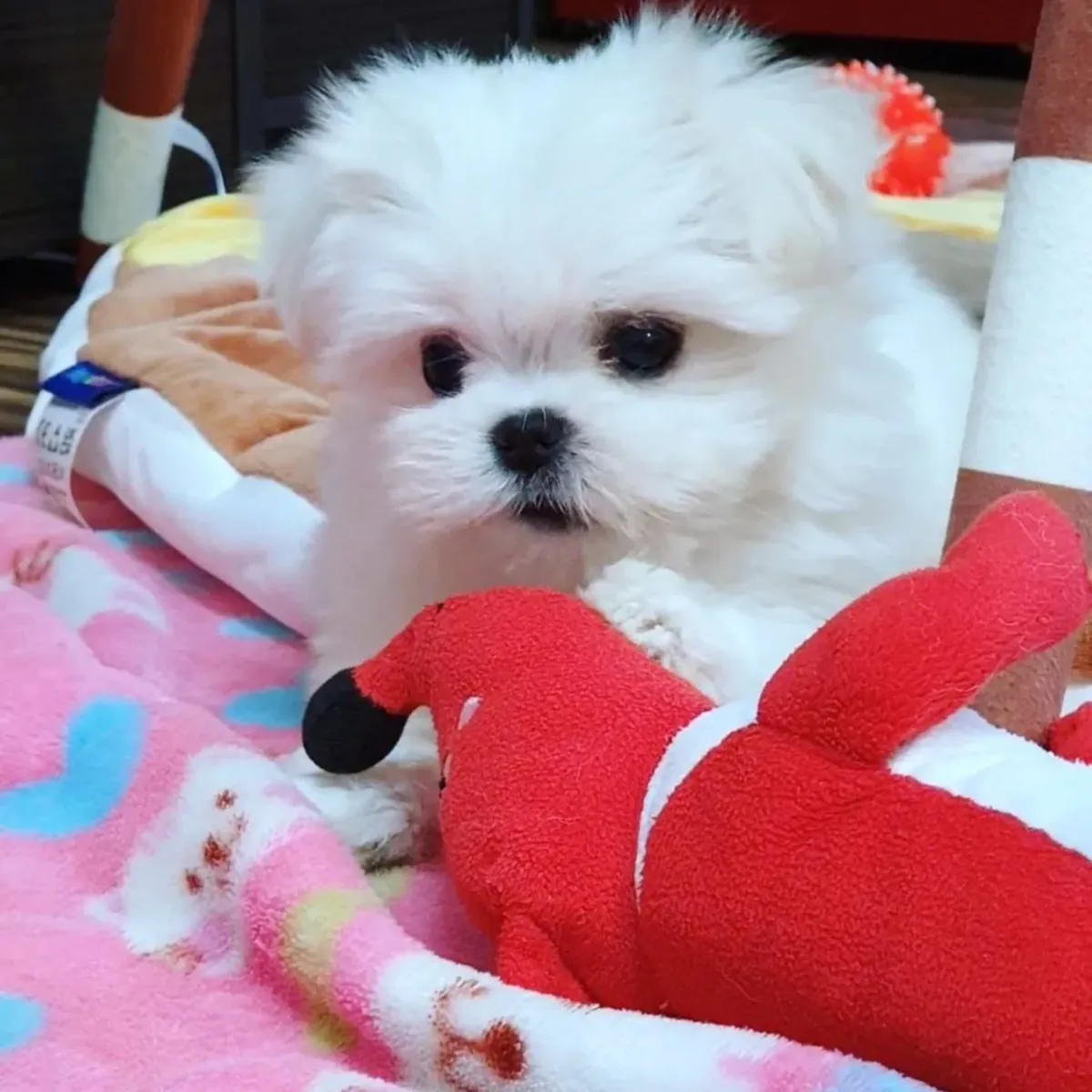 cachorritos de Bichon Maltes de Pura Raza