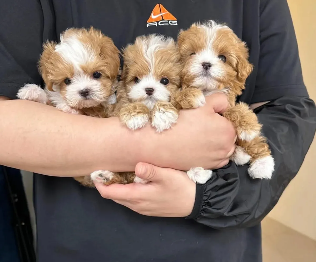 Regalo Cachorros de Caniche disponibles para adopción0