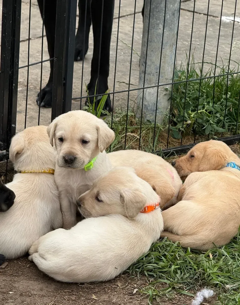 Purebred AKC Labrador Retriever Lab Puppies Ready For Their New Homes
